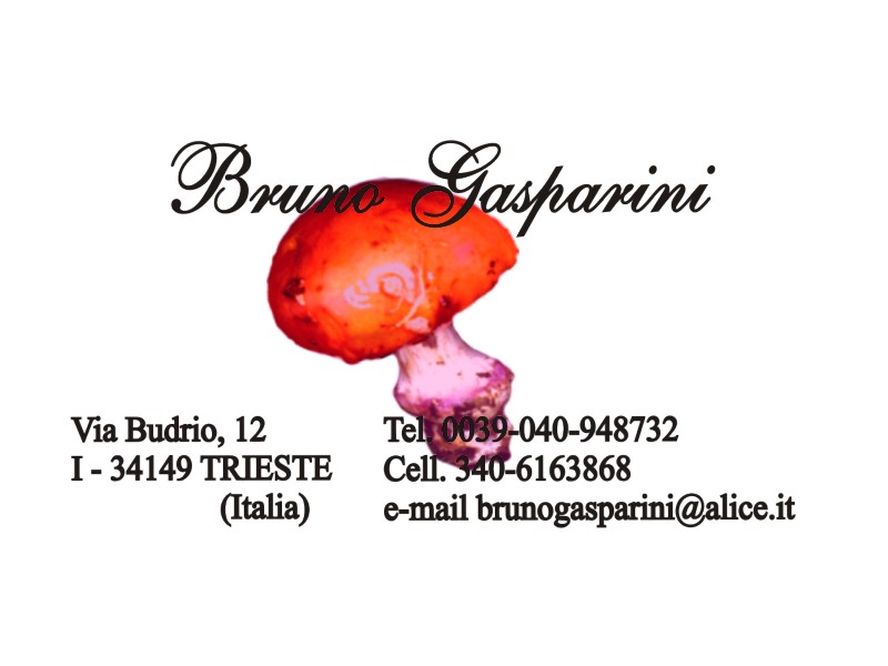 Cortinarius arcuatorum (?) e Cortinarius delaportei